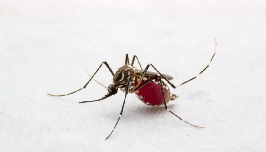 Zanjas abandonadas: dengue latente