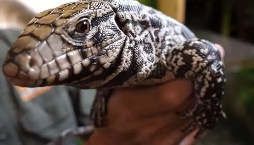Un lagarto suelto en Gonnet