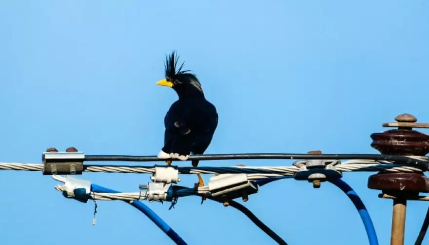 El Rincón: se quejó porque no funcionaba internet y culparon a un pájaro