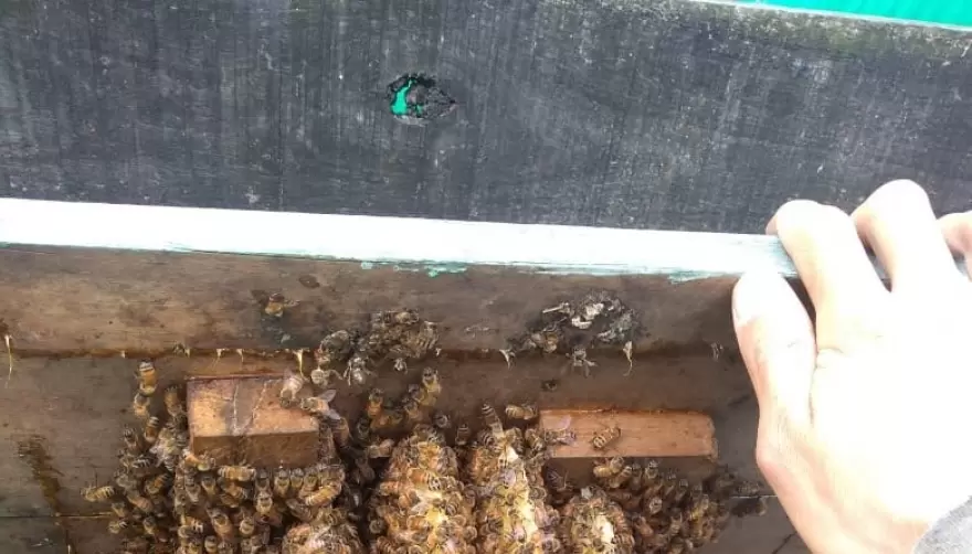 Llegó la primavera y con ella las abejas: ¿Qué tengo que hacer si encuentro un enjambre dentro de mi casa?
