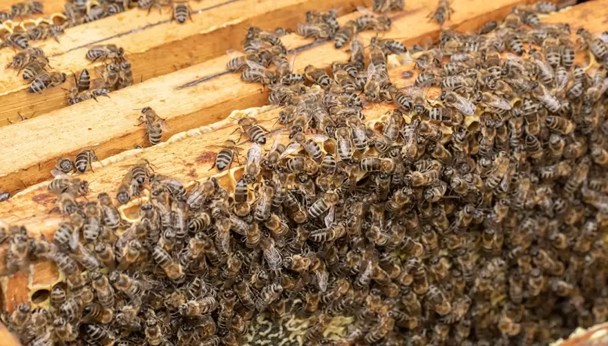 Llegó la primavera y con ella las abejas: ¿Qué tengo que hacer si encuentro un enjambre dentro de mi casa?
