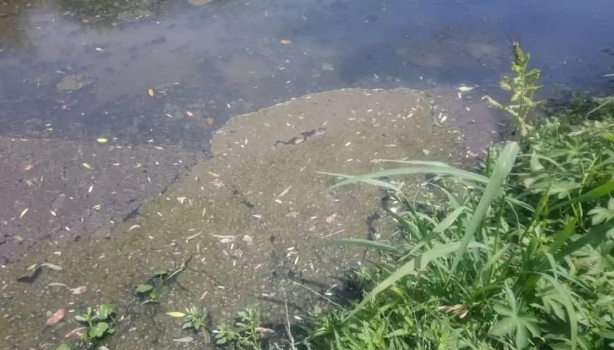 Confirmado: El Country Grand Bell y el Frigorífico Gorina son los responsables por los malos olores y la contaminación del Arroyo Rodríguez