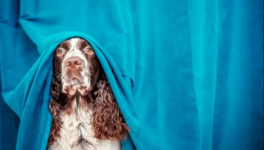 Consejos para cuidar a tus queridas mascotas de los efectos de la pirotecnia en las fiestas