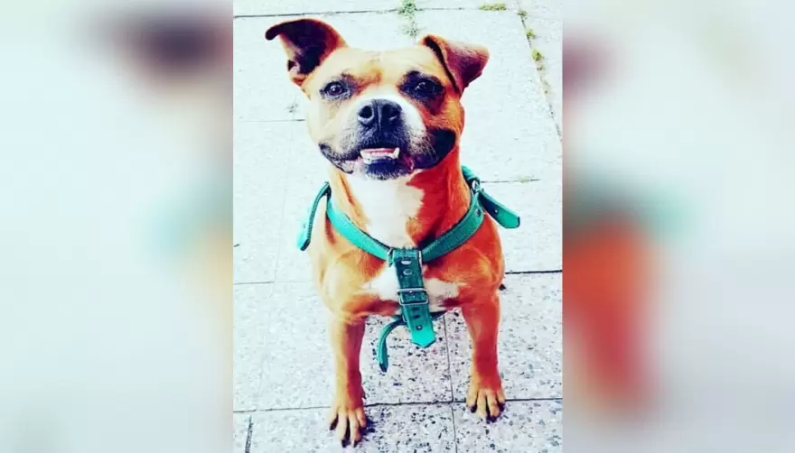 Se convirtió en héroe: Un perro salvó de un robo a una familia en City Bell