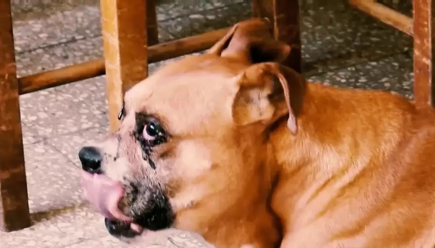 Bonzo, el perro héroe de City Bell, pudo volver a su hogar con su familia