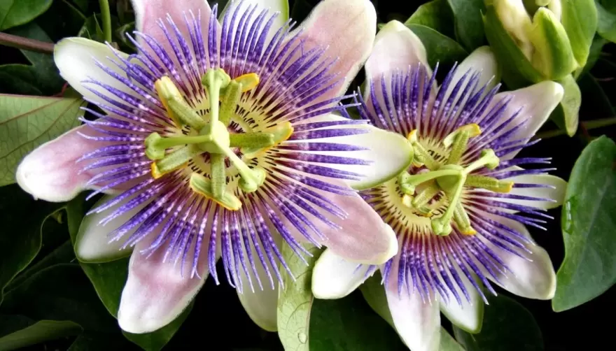 Flora y fauna: Especies nativas a la vuelta de la esquina