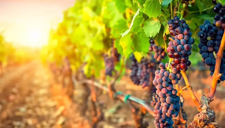 Vino de Bodega: Conocé la historia del Malbec en la Argentina