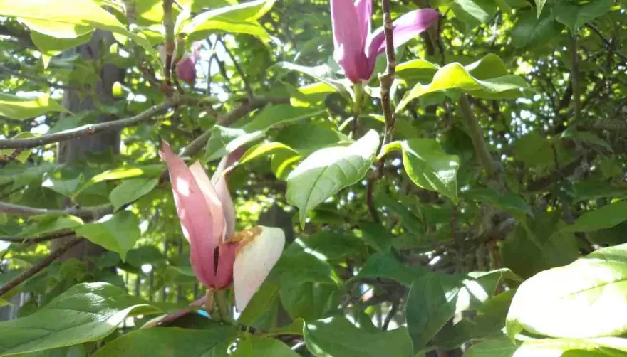 Parque Ecológico: Anotate al taller de plantas silvestres comestibles