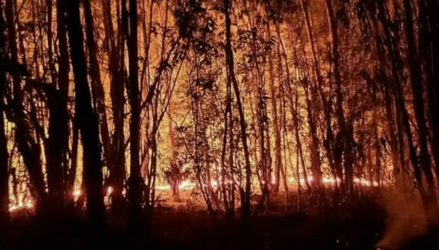 Incendio en Parque Pereyra: Activistas denuncian que fue intencional