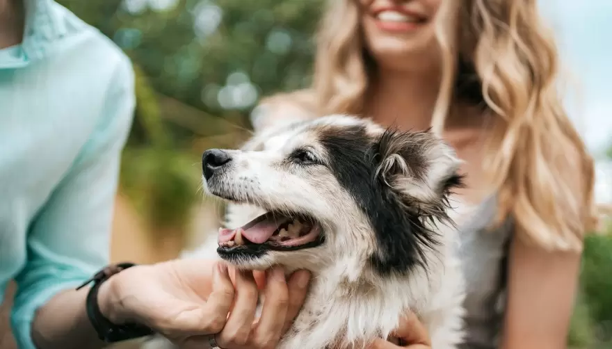 Amor animal: El consultorio veterinario móvil llega a Villa Castells