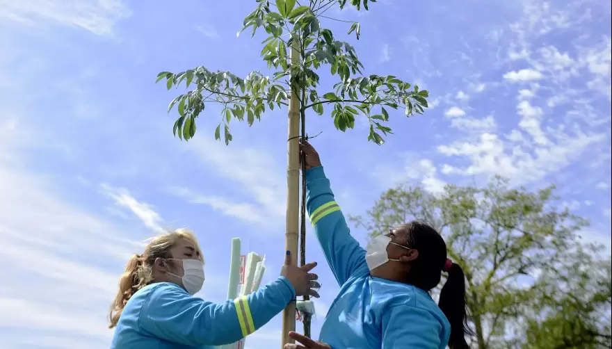 El "Plan de Forestación" pasó por la Plaza Mitre de City Bell