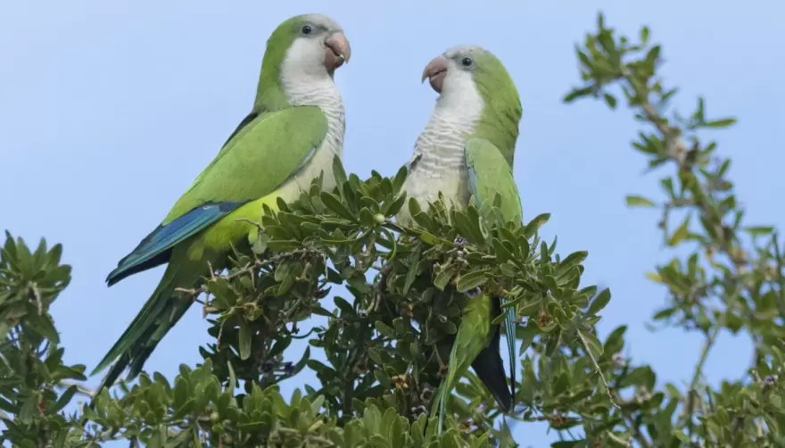 Invasión de cotorras y alerta por psitacosis en la Provincia