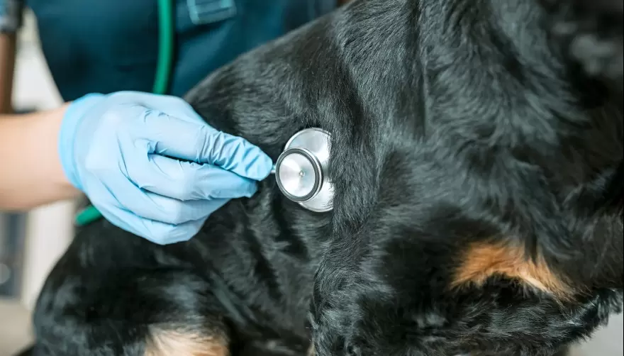 En Villa Elisa un conductor chocó a un perro, lo arrastró 20 metros y se fugó