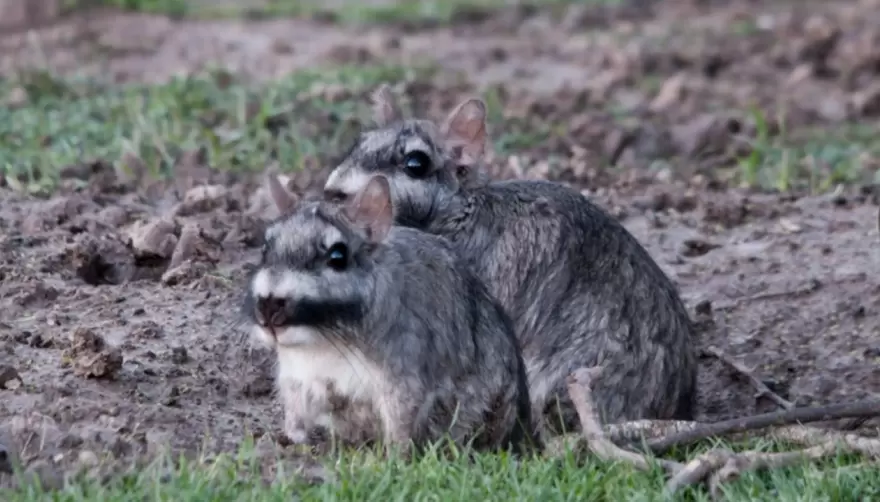 Parque Pereyra: Escapaban con animales agonizando y fueron detenidos