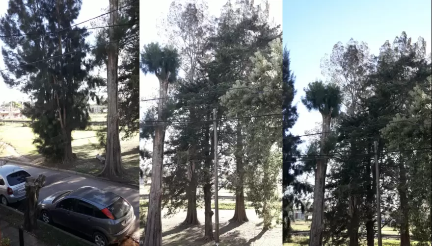 Peligro: Preocupación de vecinos de Villa Elisa por altura de árboles