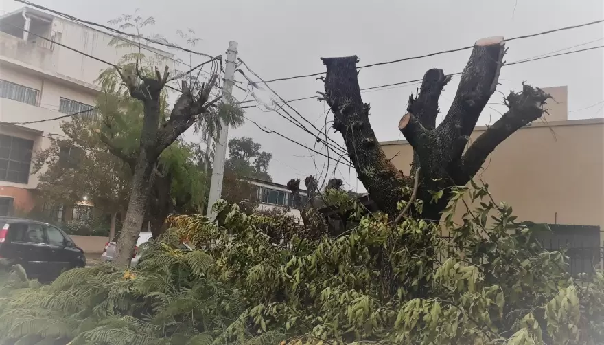 Furia por masacre de árboles en City Bell: Sumate a la petición online