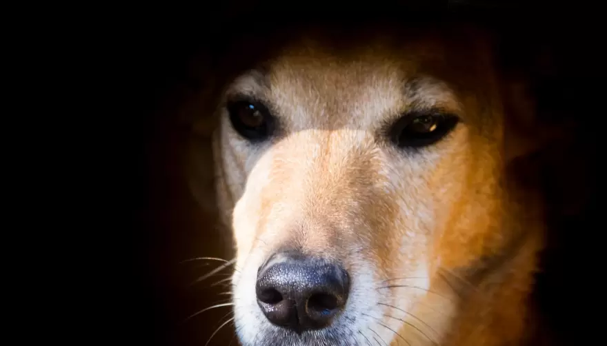 Bronca y alerta en Gonnet: Aparecieron perros y pájaros envenenados