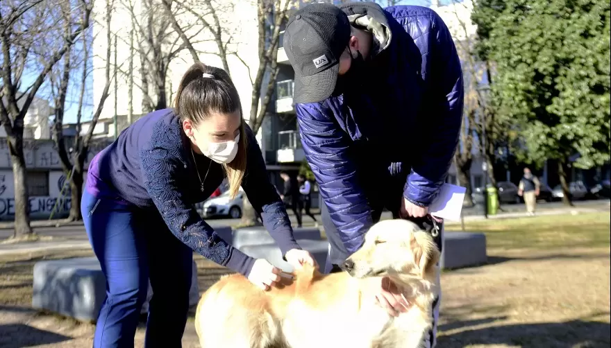Viernes en Los Porteños: Vacunación antirrábica gratuita para mascotas