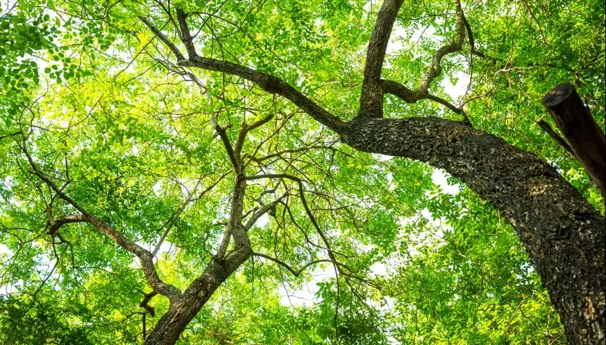 ¿Lo sabías? Este 29 se festejará el "Día del Árbol" en el Ecológico
