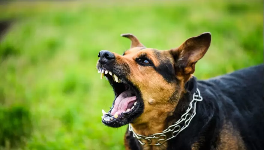 "Tu amigo fiel": Un can salvó a una jubilada de un robo en City Bell