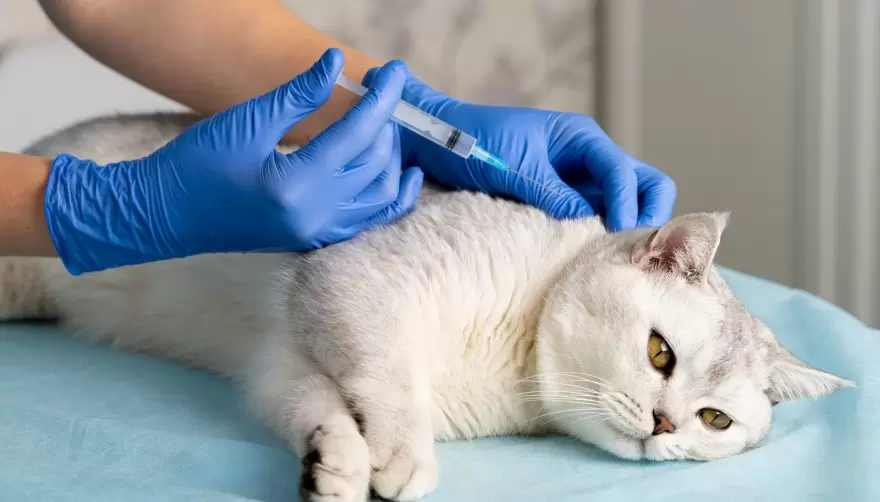 ¿Cuándo y dónde?: Atención veterinaria gratuita para tus mascotas