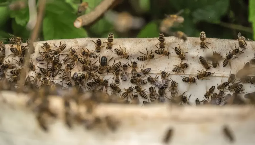 Primavera y enjambres de abejas bajo la mirada de un especialista