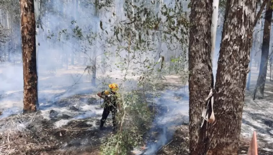 Ahora en Parque Pereyra: 8 dotaciones de Bomberos combaten un voraz incendio