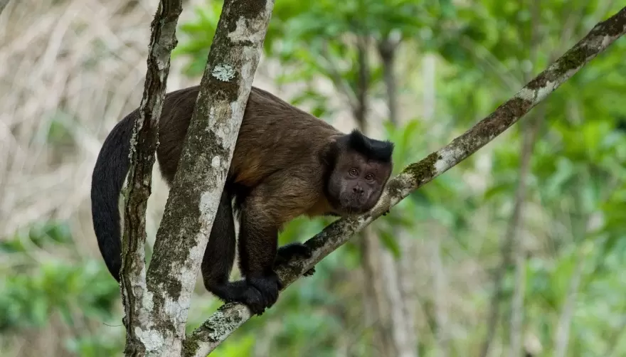 Sorpresa por mono suelto en Villa Elisa: ¿Se escapó del ECAS?