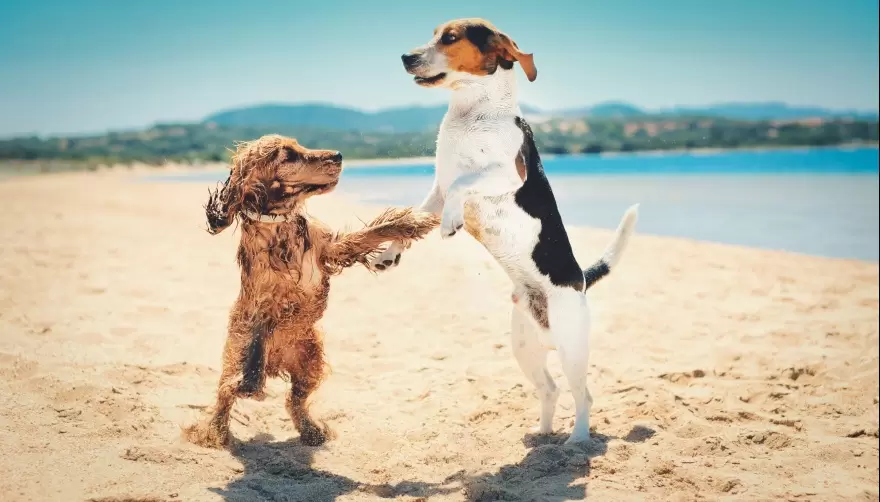 ¿Cuáles son las claves para viajar con mascotas en vacaciones?