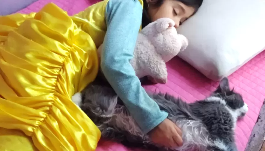 Gonnet: ayudemos a Emma a encontrar a su peluche