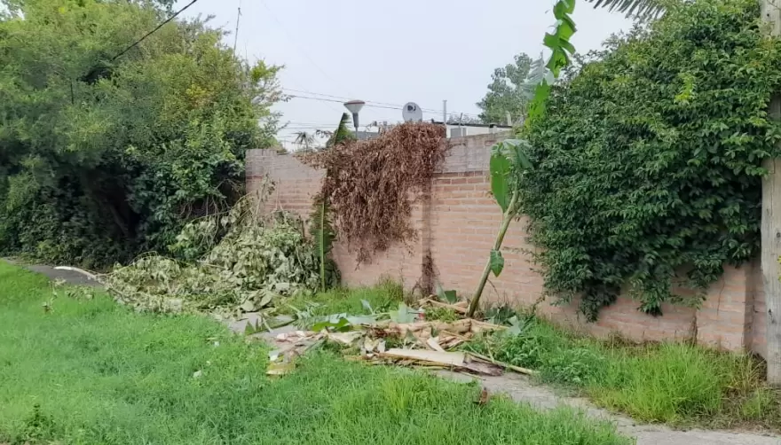 Reclamos desde Savoia y Gorina: Árboles sin control y luminarias sin funcionar