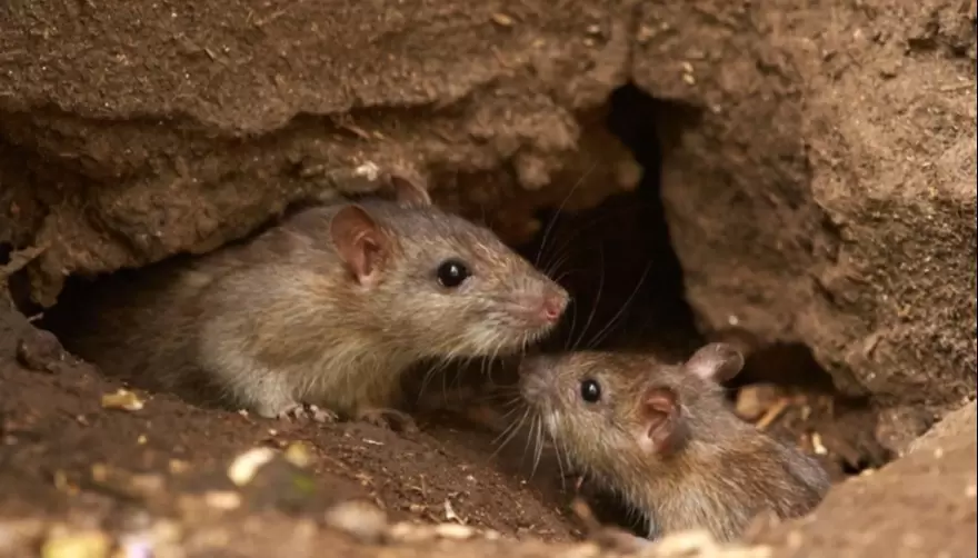 Desidia total: Vecinos de Villa Castells denuncian terrenos minados de ratas