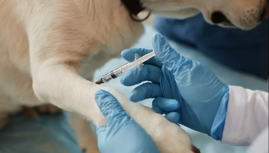 Cuidado animal en Gonnet: Vacunación antirrábica gratuita este viernes