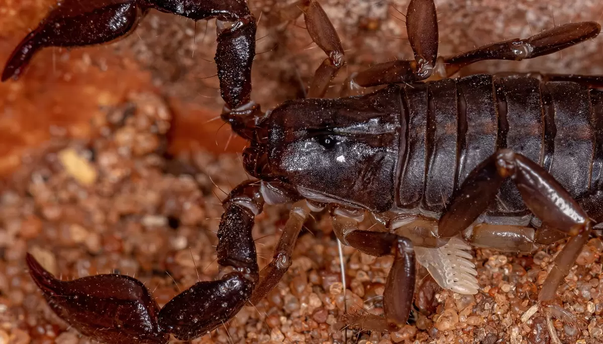 🦂 Consejos y recomendaciones: ¿Cómo prevenir la picadura de un alacrán?