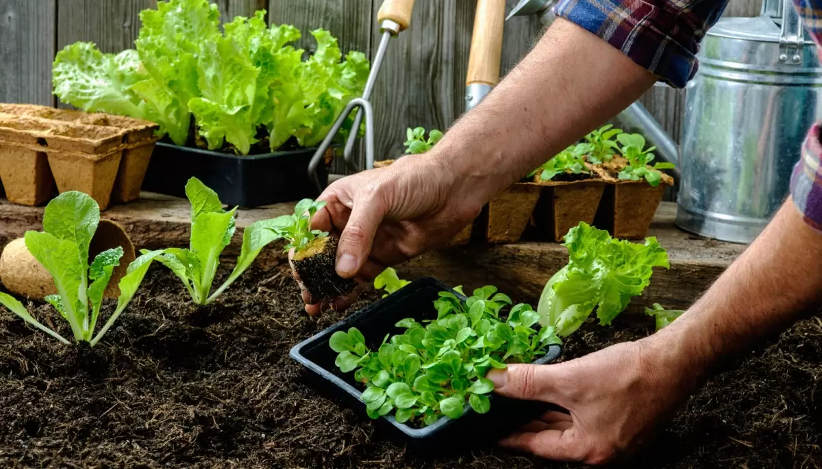 🍅 De la quinta a tu mesa: Feria de Productores en Colonia Urquiza