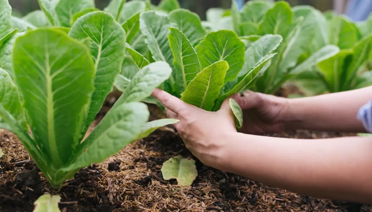 🍅 La Huerta de Casa: El programa municipal que es furor en la Zona Norte platense