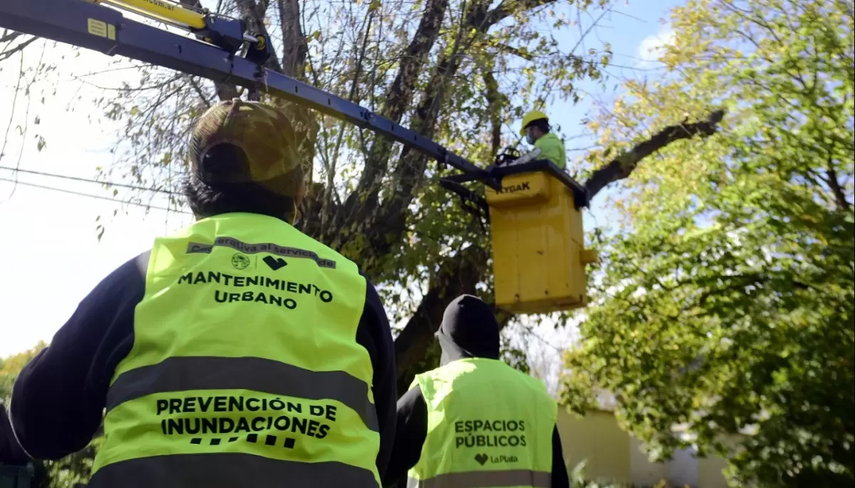 Preocupación por podas masivas en la Zona Norte platense: ¿Qué dice el Municipio?