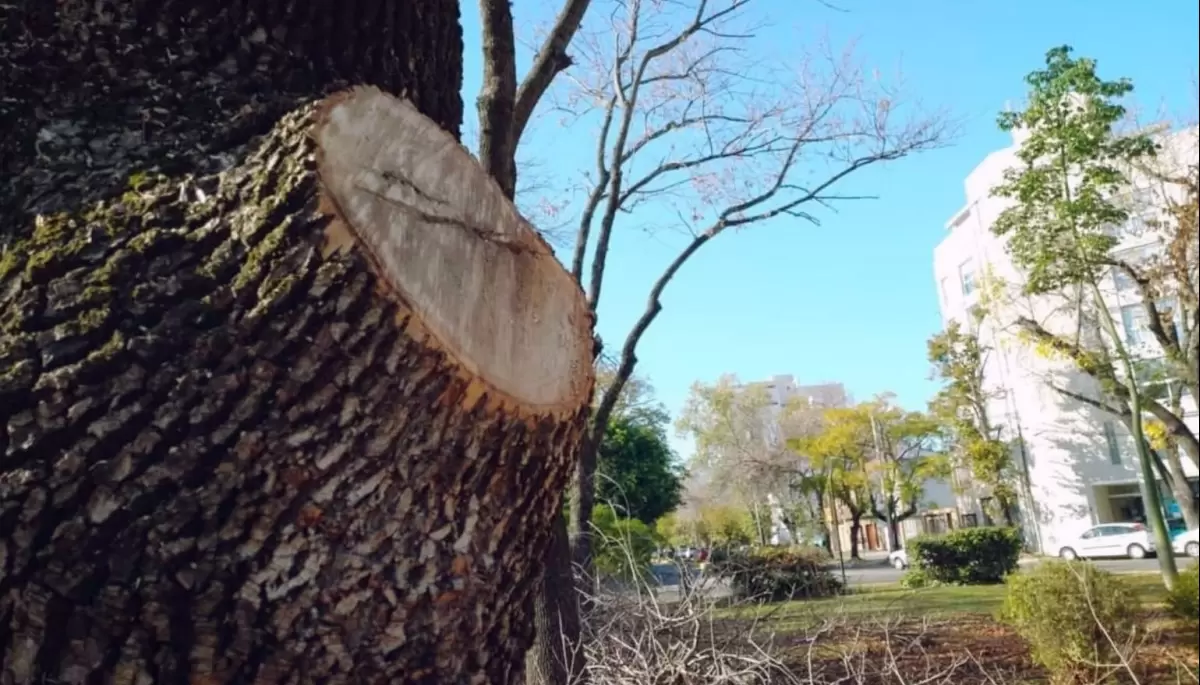 Vecinos versus Municipalidad: La poda de árboles llegó a la justicia