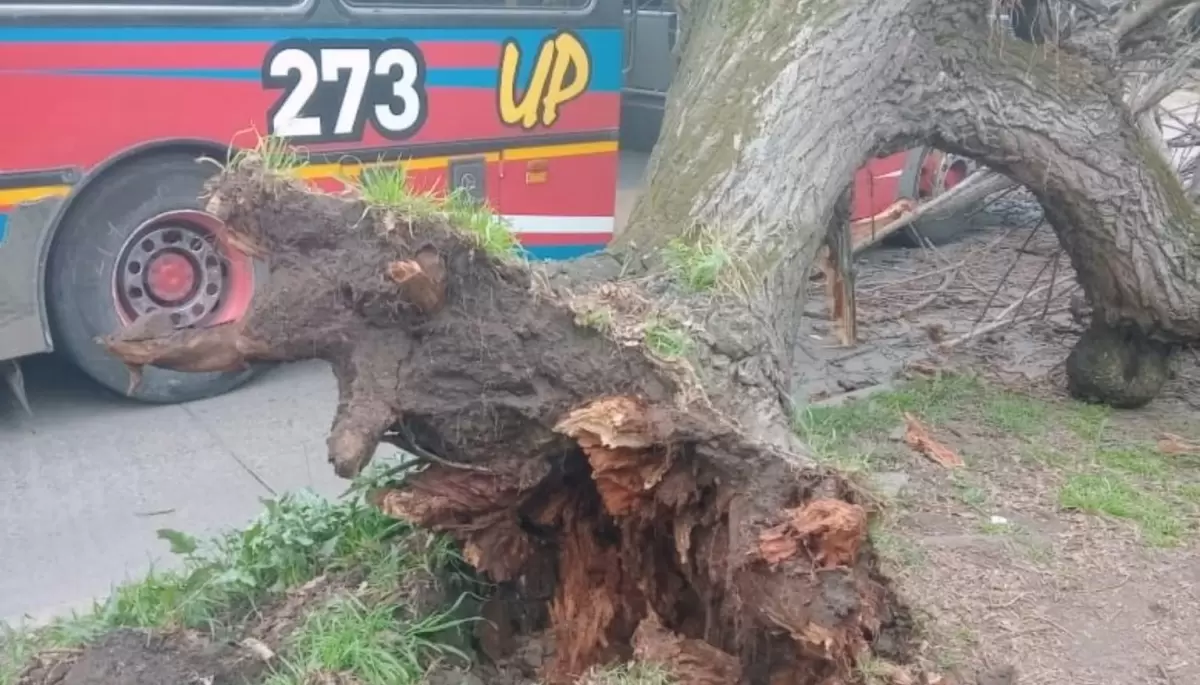Susto en Gonnet: Un árbol cayó arriba de un micro de línea