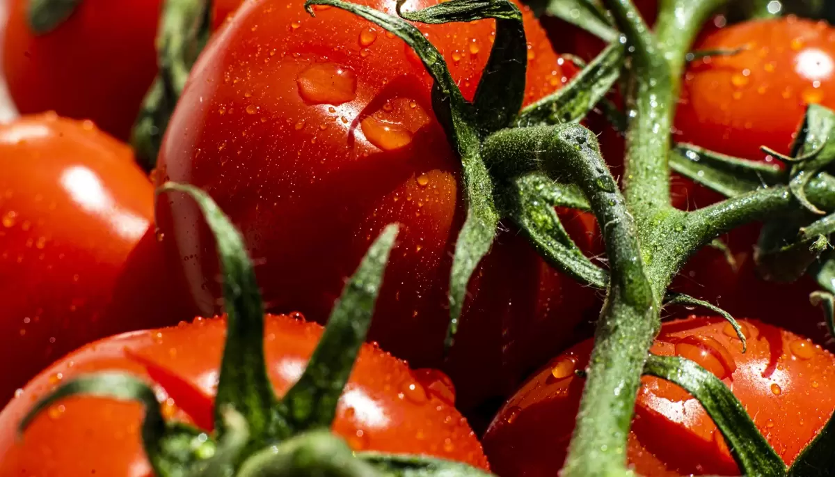 🍅 Misión sabor: Premian a la Estación Experimental Gorina por rescatar el tomate criollo