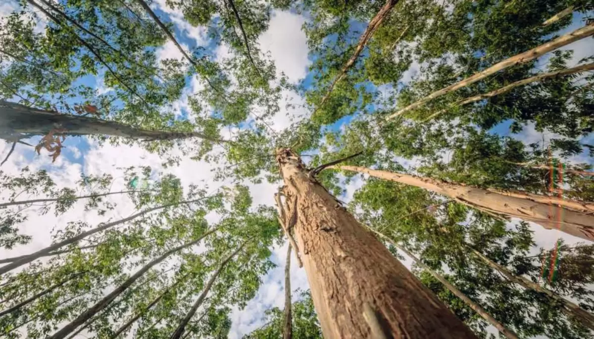 🌳 Parque Pereyra Iraola: Marcha atrás a la tala de 200 hectáreas de eucaliptus