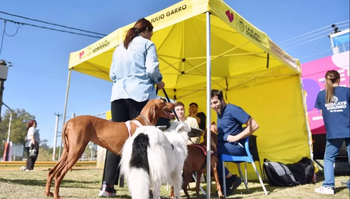 Este finde en Villa Elisa: Atención médica, Castraciones, Ofertas y más