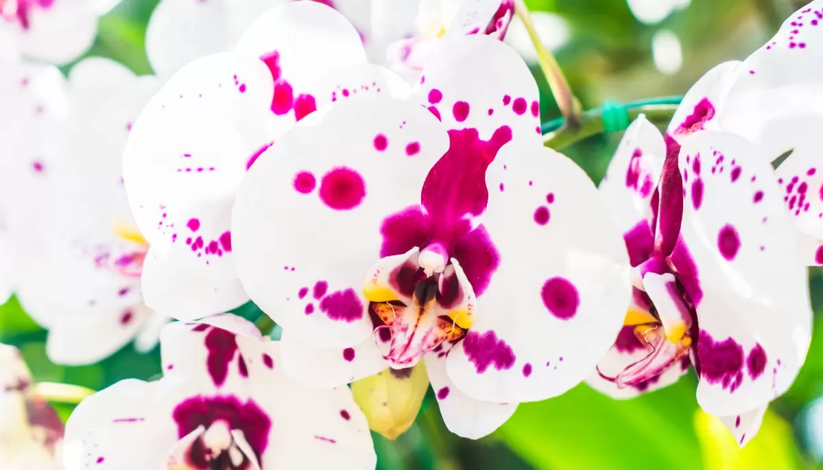 NexoNorte te invita a la Exposición de Orquídeas de este finde en City Bell