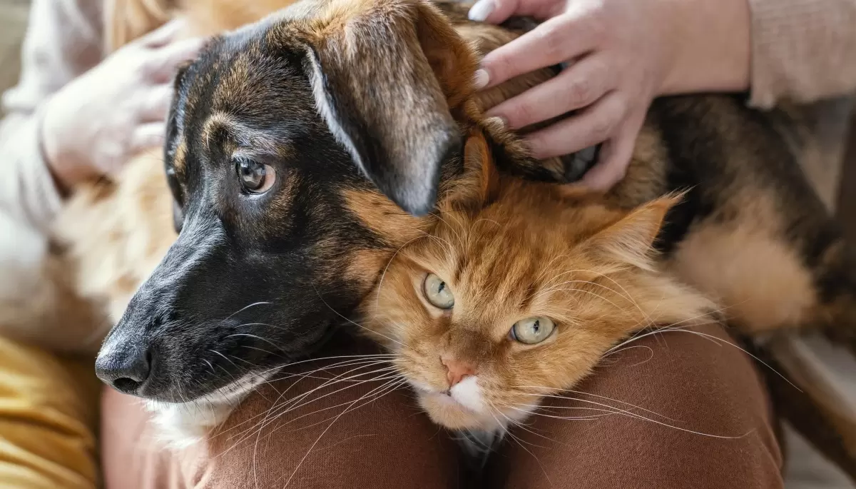 🐾 La Plata pionera: Confirman programa de castraciones masivas y gratuitas para perros y gatos