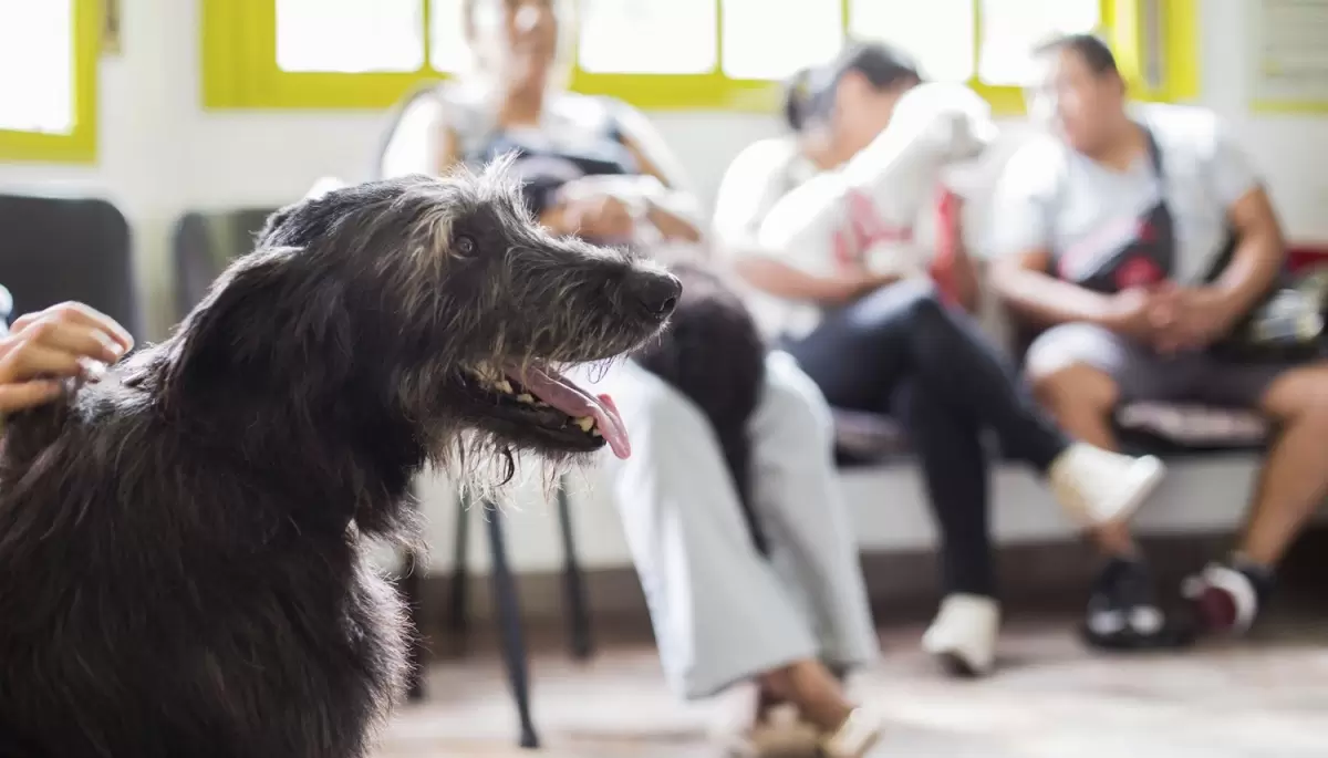 🐶 ¿Qué pasa en Zoonosis La Plata? Preocupación por falta de turnos para castraciones