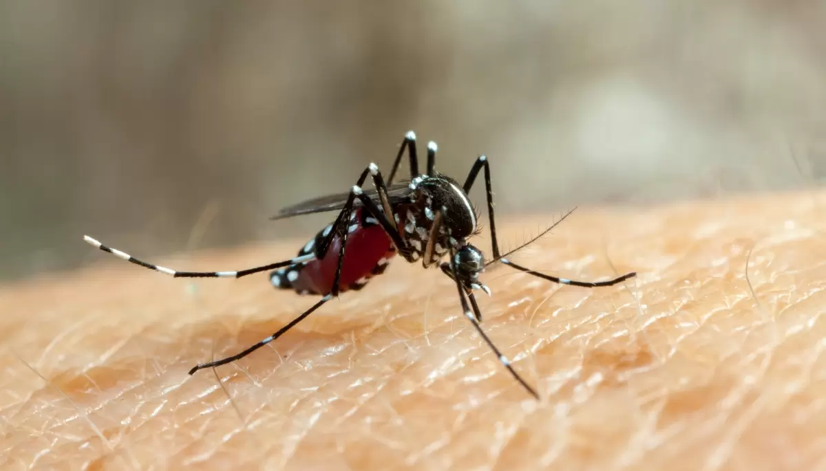 Chau dengue en City Bell y Joaquín Gorina: ¿Cuándo arrancan las tareas de fumigación?