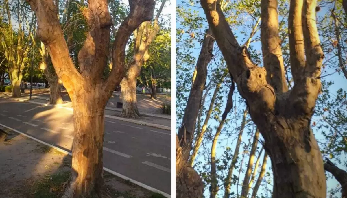 🌳 Sequía en City Bell: Peligran árboles de 70 años en plaza Belgrano