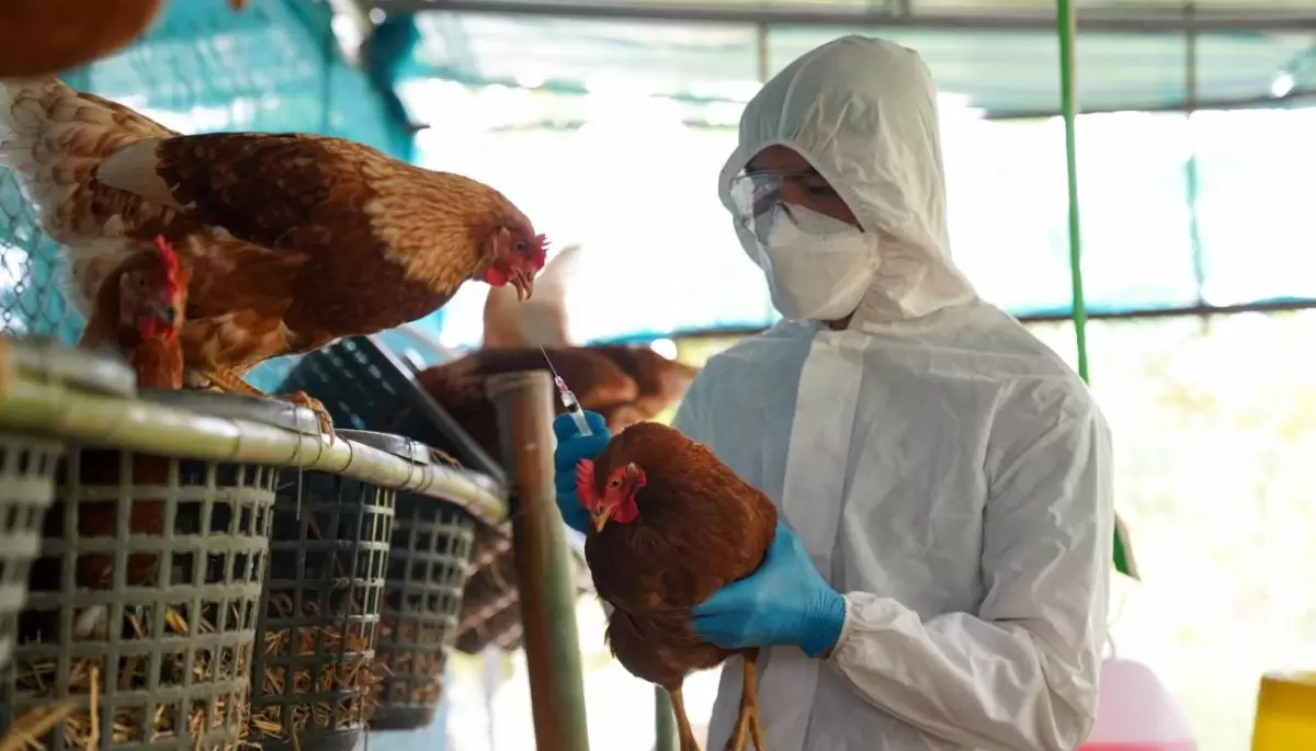 🚨 Alerta gripe aviar: Síntomas, prevención y cuidados ante una posible emergencia sanitaria