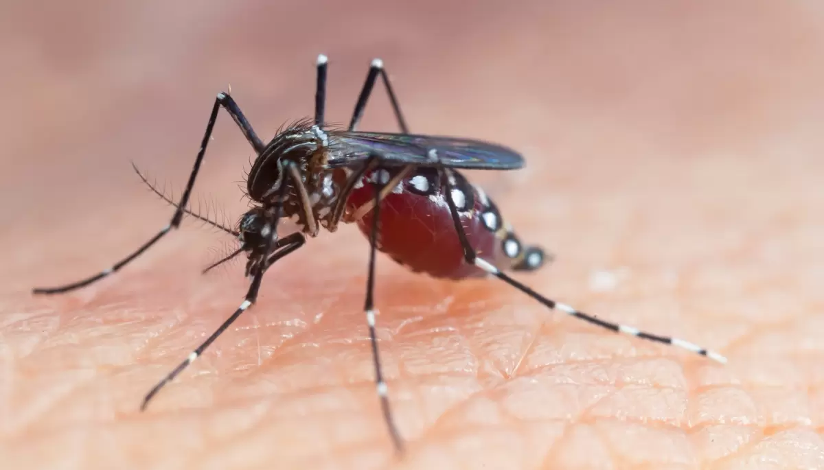 🚨 Alerta dengue: ¿Cuántos casos se registran en la Zona Norte de La Plata?