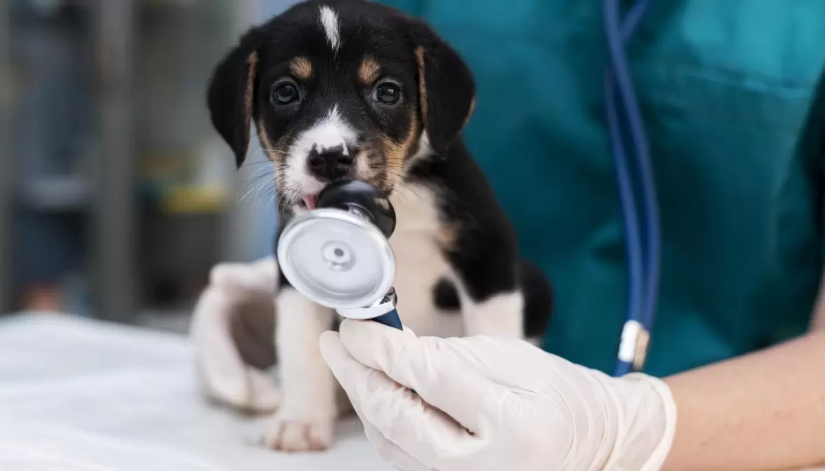 🐶 City Bell: ¿Cómo conseguir un turno gratis de castración para mascotas en Savoia?